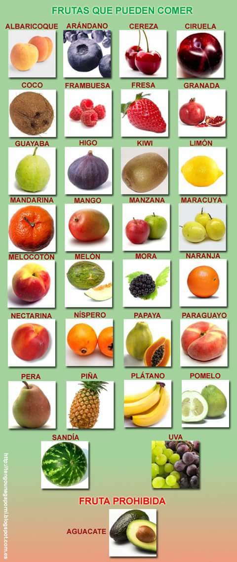 Frutas que pueden comer los Loros